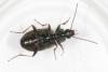 Agonum marginatum